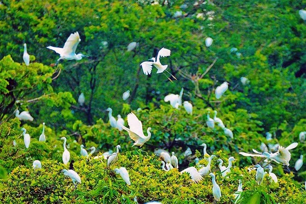 Toàn cảnh Vườn Chim Cà Mau từ trên cao, xanh mướt và yên bình