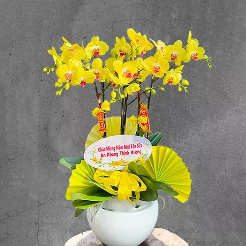 Lẵng hoa lan hồ điệp tím trắng trang nhã, sắp xếp tự nhiên