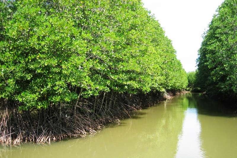Rừng đước Năm Căn với hệ thống cây đước chằng chịt