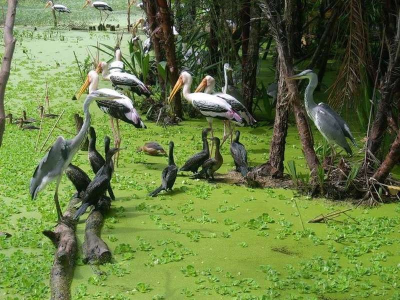 Sân chim Ngọc Hiển với hàng ngàn cá thể chim nước