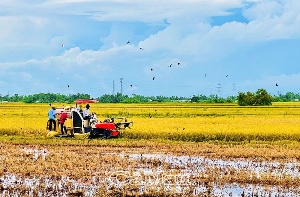 Vùng sản xuất lúa và nuôi trồng thủy sản ngọt ở Tiểu vùng III Bắc Cà Mau