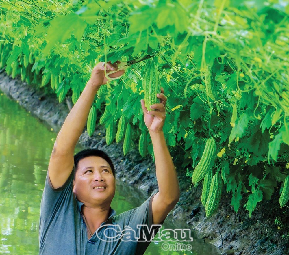 Nông dân Cà Mau thu hoạch khổ qua tại vùng ngọt hóa