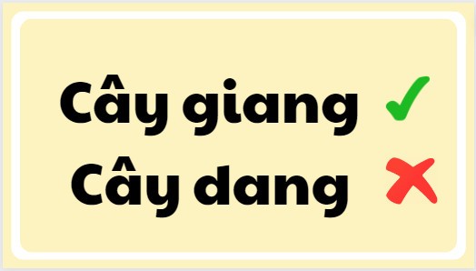 Hình ảnh minh họa cây giang với thân dẻo dai và lá xanh mướt